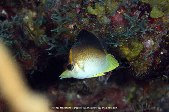 Plancia ëd Prognathodes aculeatus (Poey 1860)