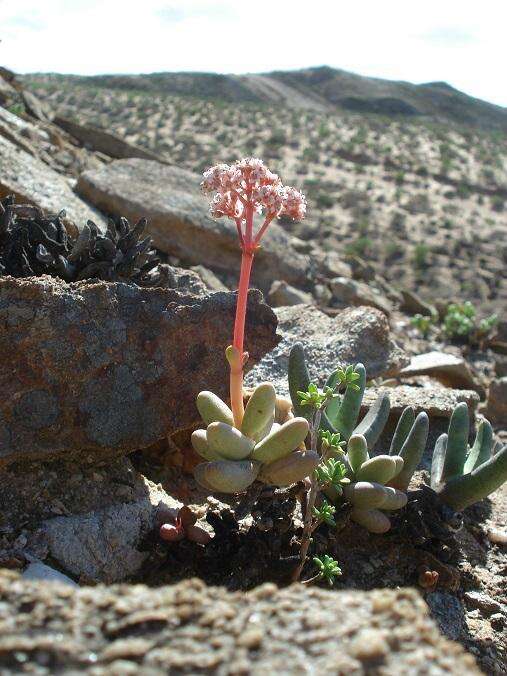 Image of Crassula brevifolia subsp. psammophila Tölken