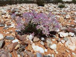 Image of Ptilotus rigidus Lally