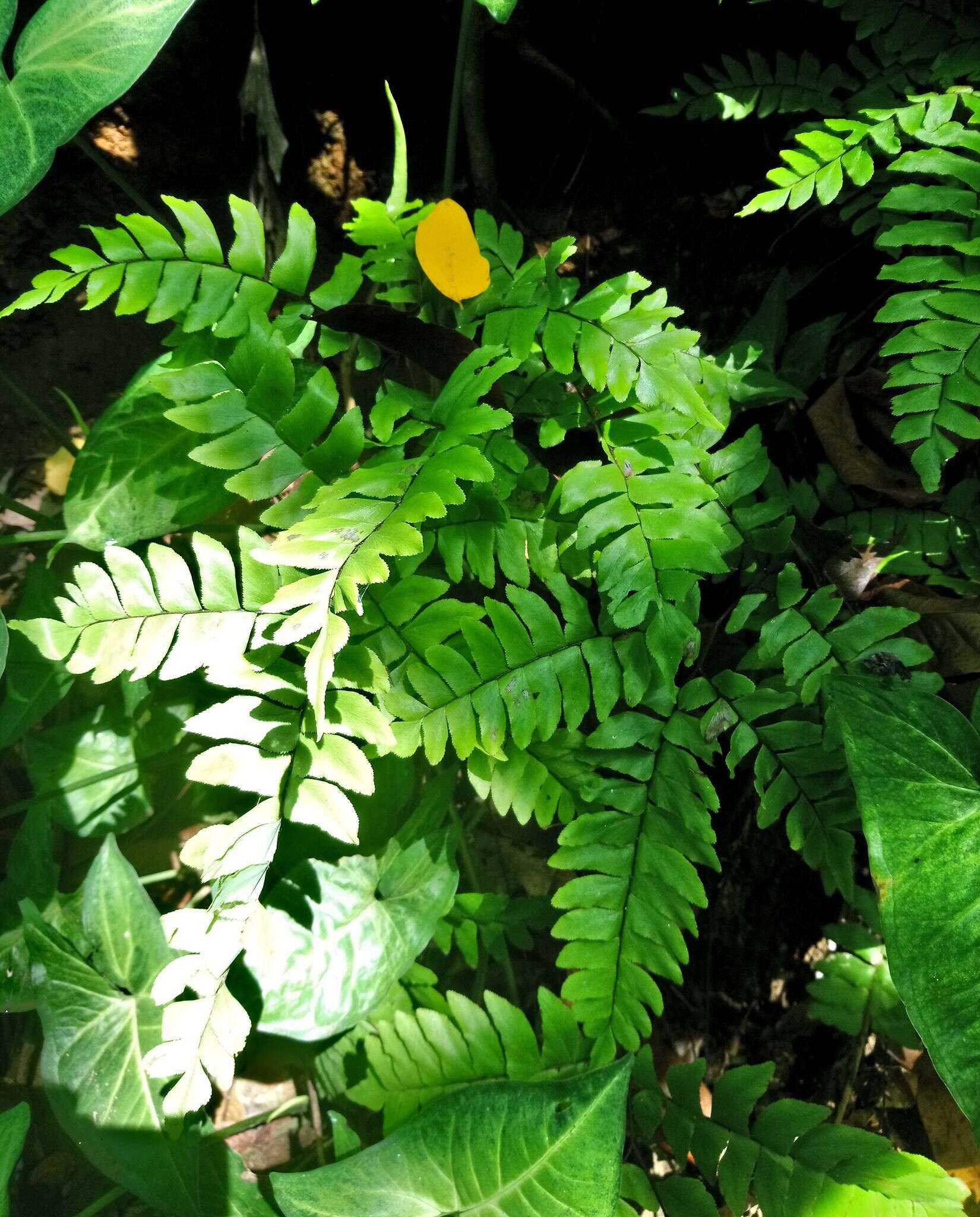 Image of Broad-Leaf Maidenhair