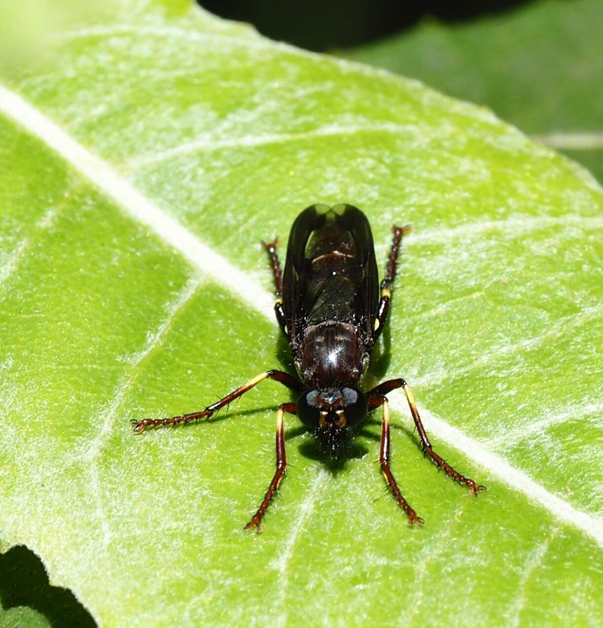 Daptolestes bronteflavus resmi