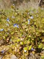 Image of Veronica acinifolia L.