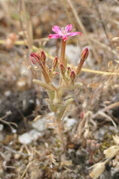 Image of Pistorinia hispanica (L.) DC.