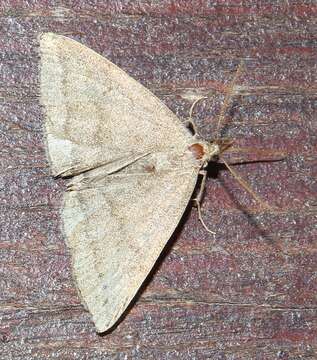 Image of Polypogon strigilata (Linnaeus 1758)