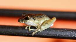 Image of Fitzinger's Robber Frog