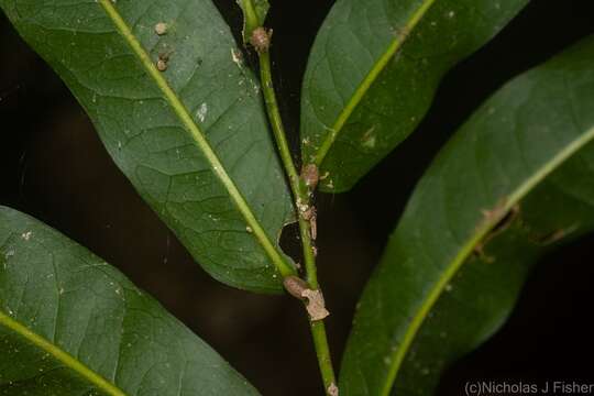 Image of Atalaya multiflora Benth.