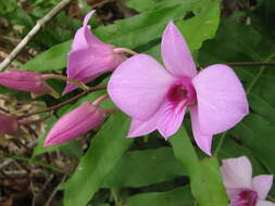 Dendrobium bigibbum Lindl. resmi