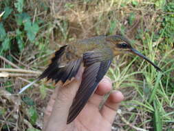 Phaethornis philippii (Bourcier 1847) resmi