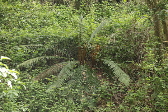 Image de Dryopteris borreri (Newm.) Oberholzer & Tavel