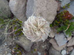 Image of white pasqueflower