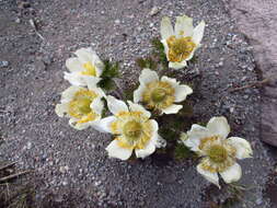 Image of white pasqueflower