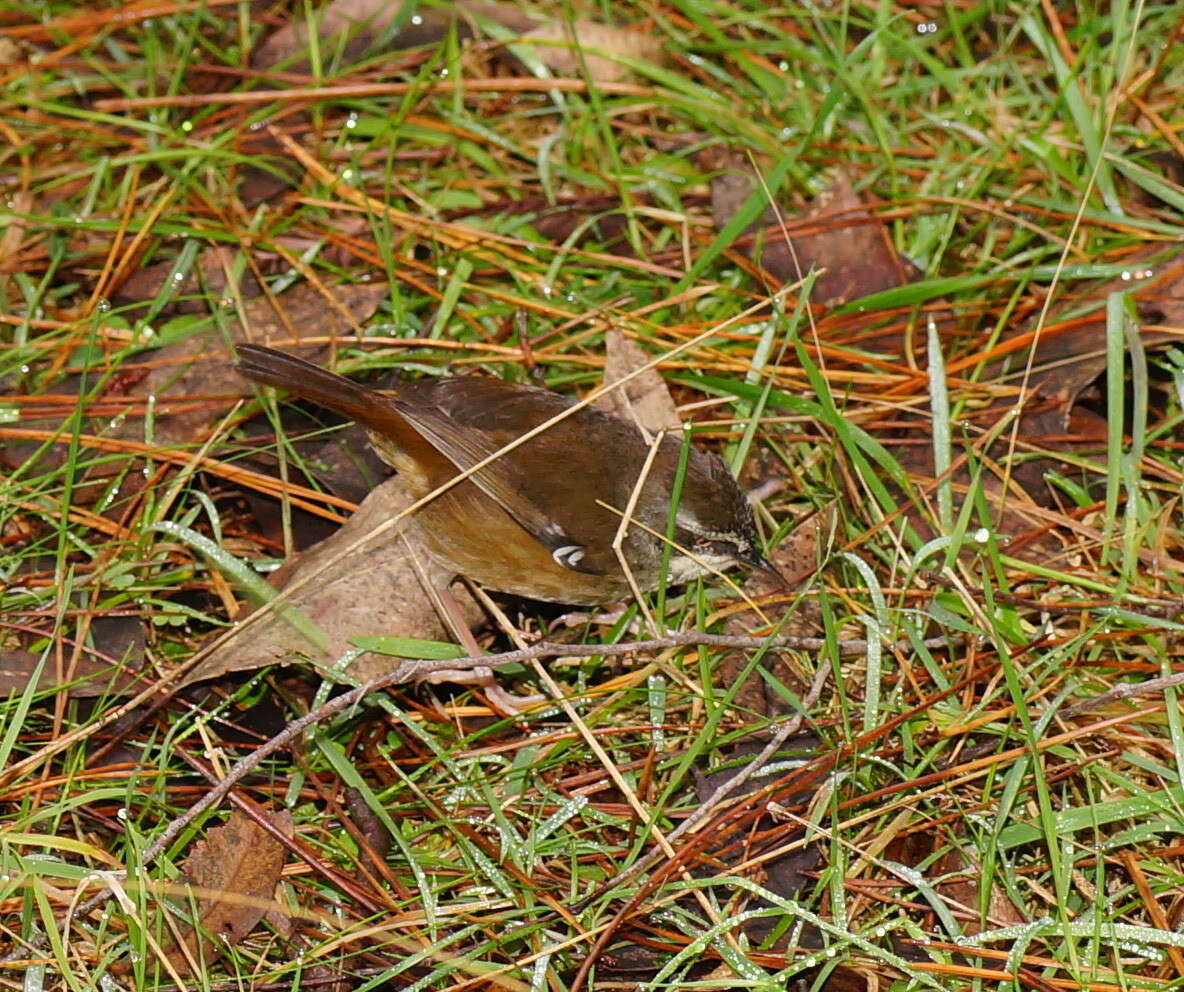 Image of White-browed Scrubwren