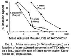 Image of Common Garter Snake