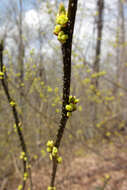 Image of northern spicebush