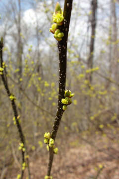 Image of northern spicebush