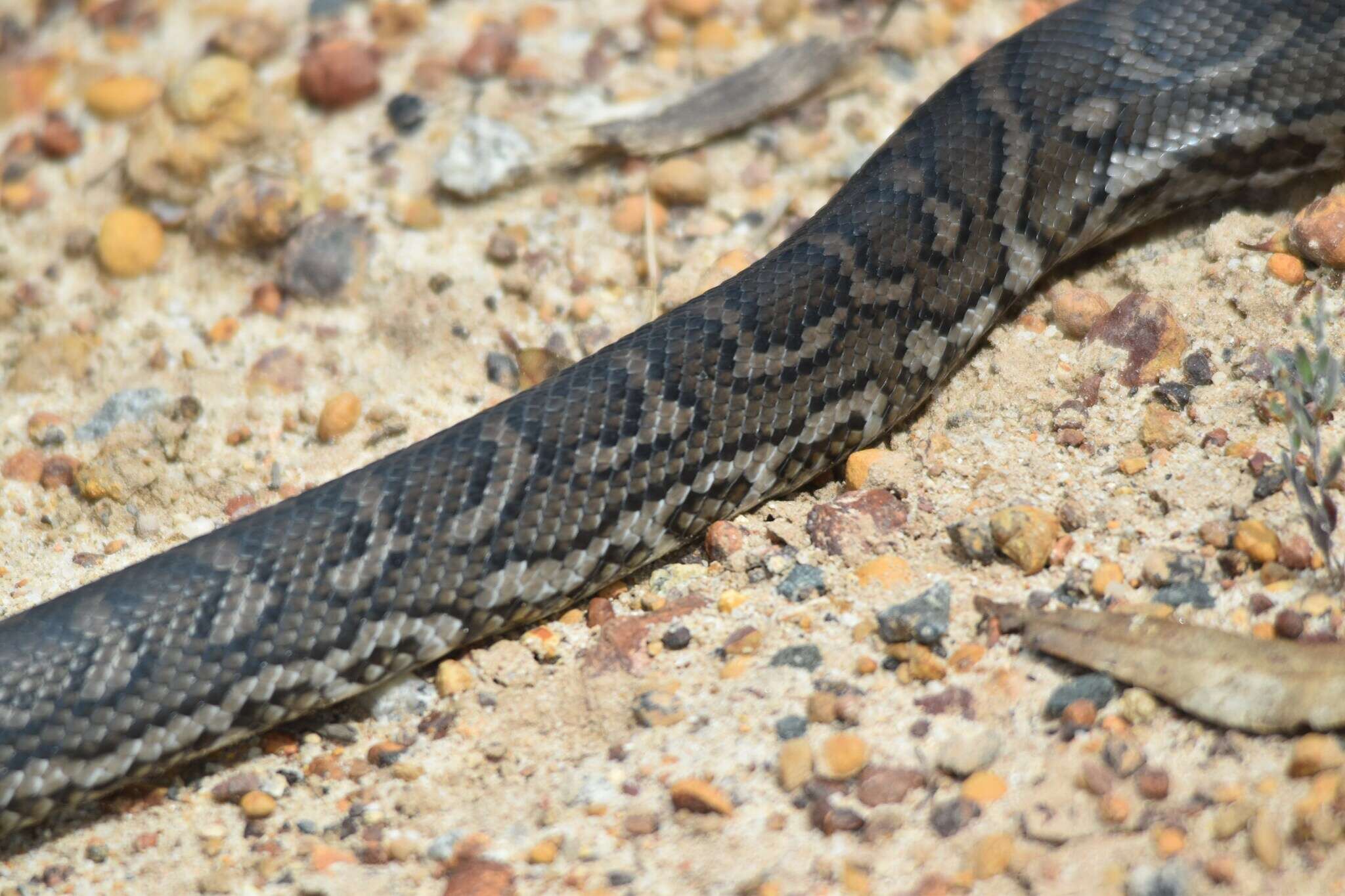 صورة Morelia spilota imbricata (L. A. Smith 1981)