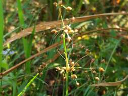 Image of grass-like fimbry