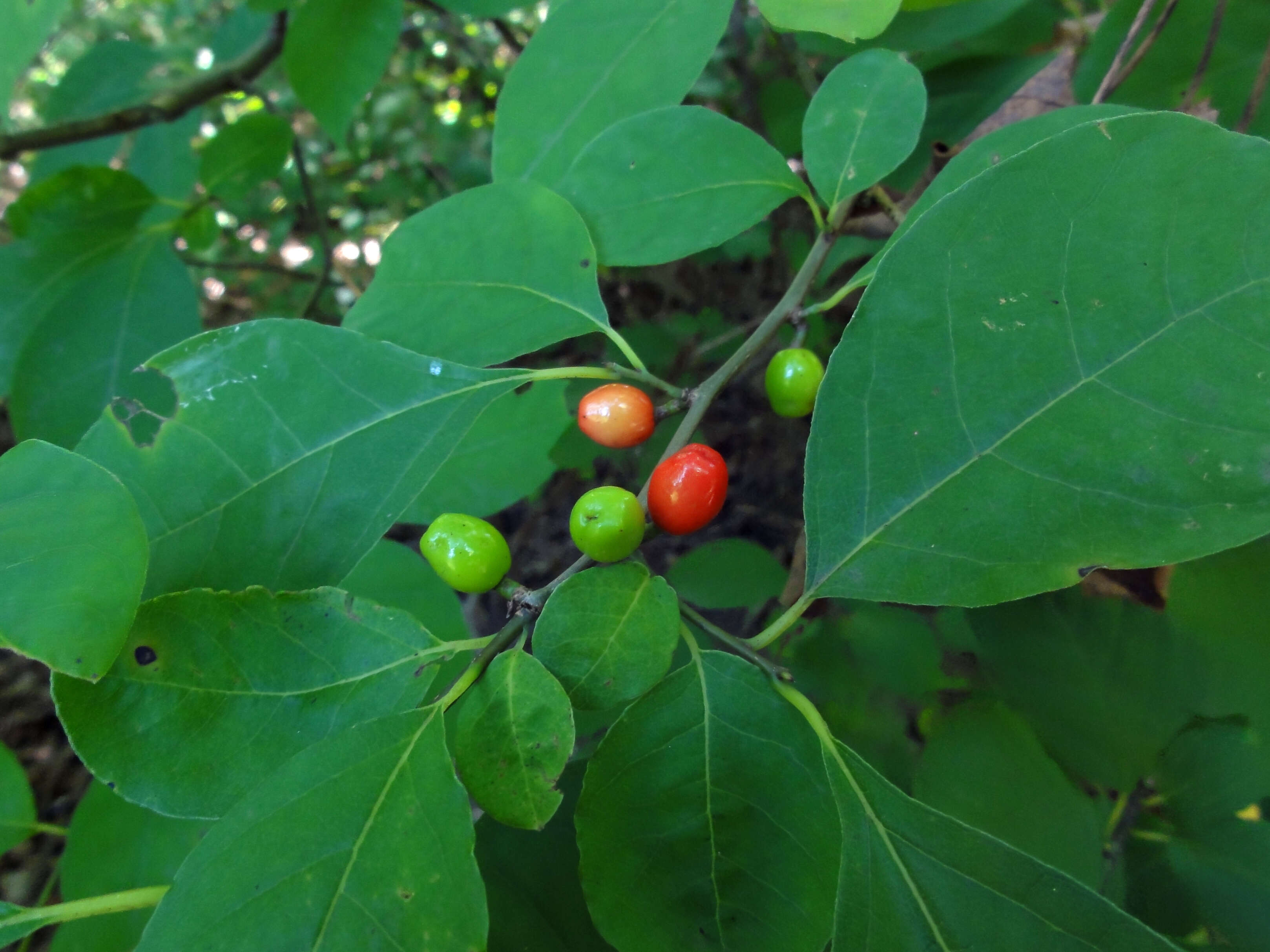 Image of northern spicebush