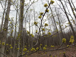 Image of northern spicebush