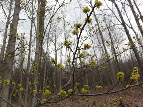 Image of northern spicebush