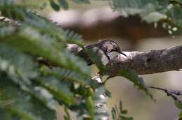 Image of Bar-throated Apalis