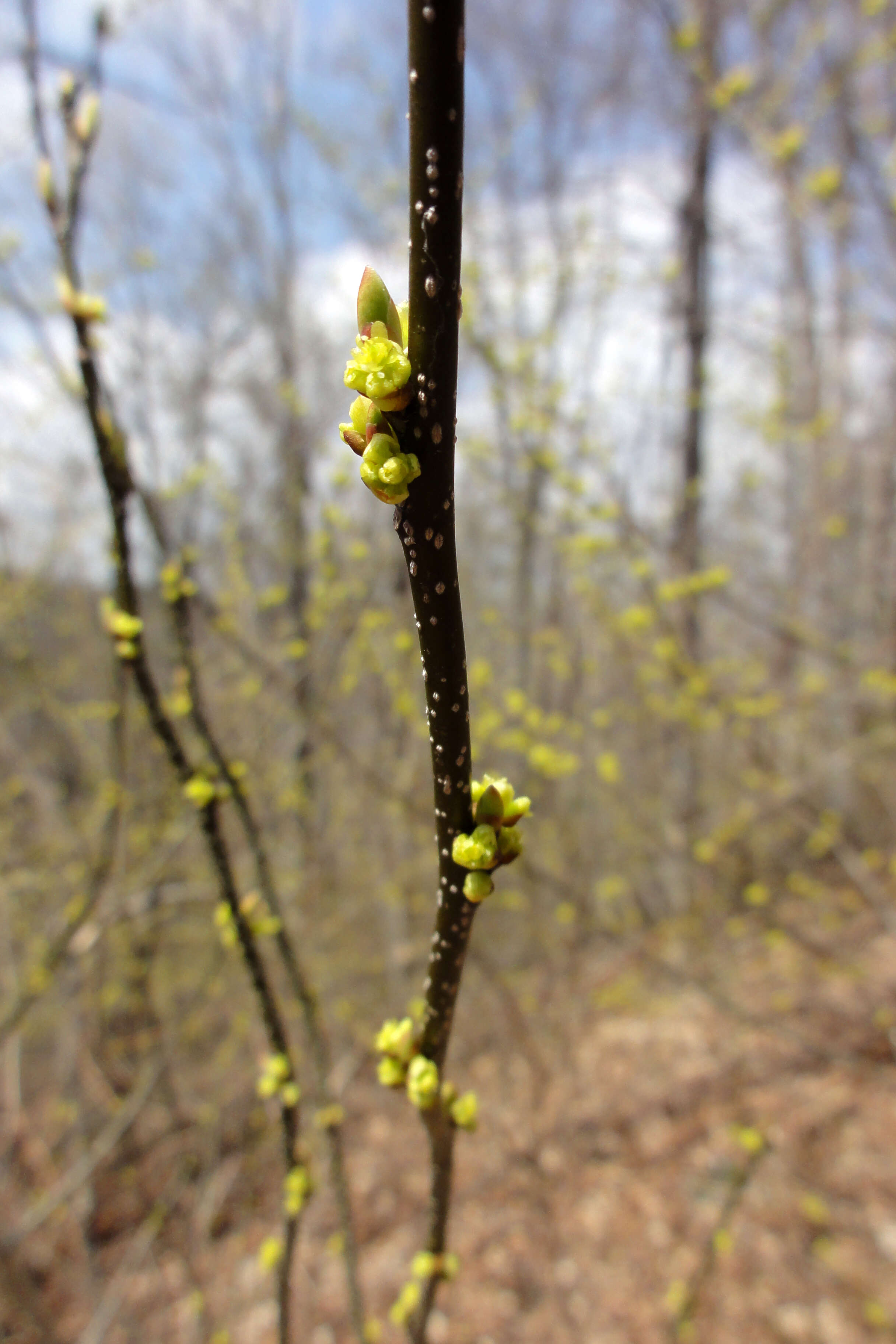 Image of northern spicebush