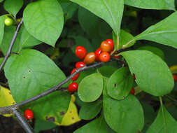 Image of northern spicebush