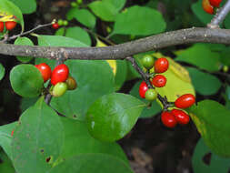 Image of northern spicebush