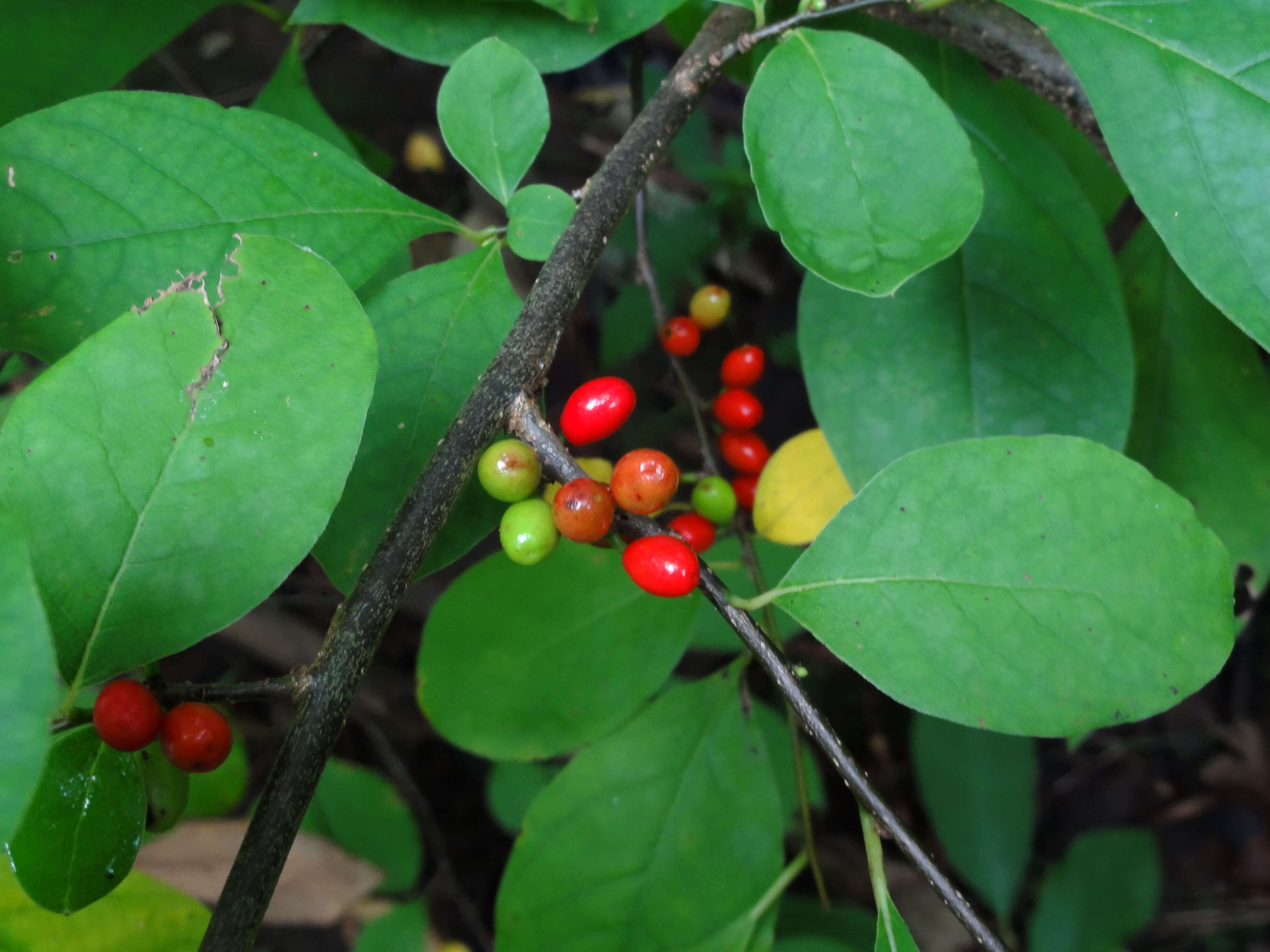 Image of northern spicebush