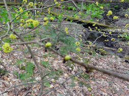 Image of northern spicebush