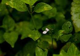 صورة Hypoestes triflora (Forssk.) Roem. & Schult.