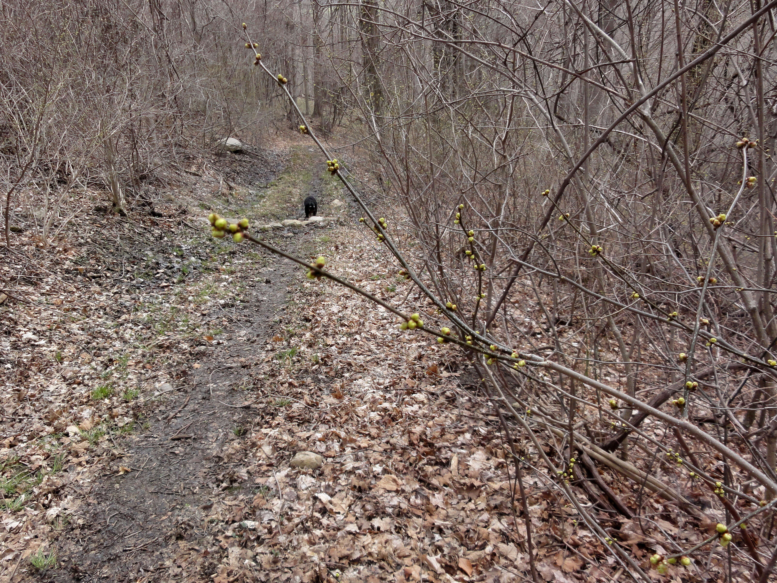 Image of northern spicebush