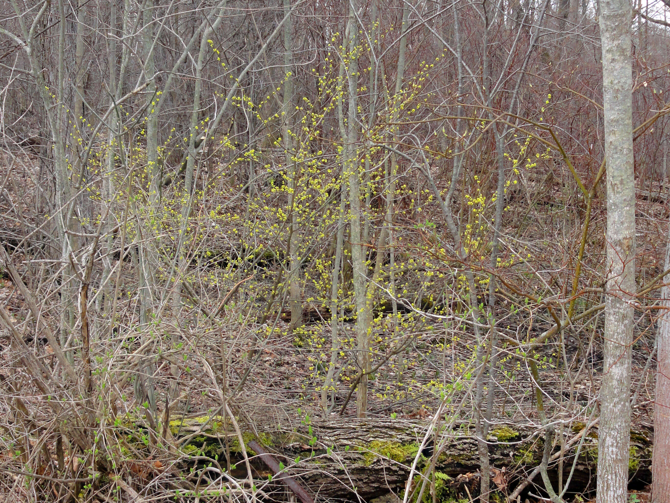 Image of northern spicebush