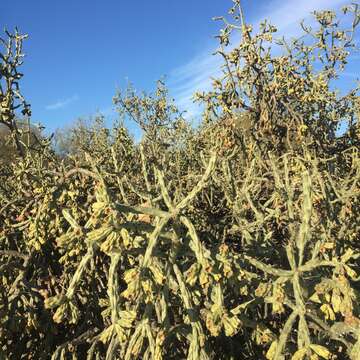 Image of cholla