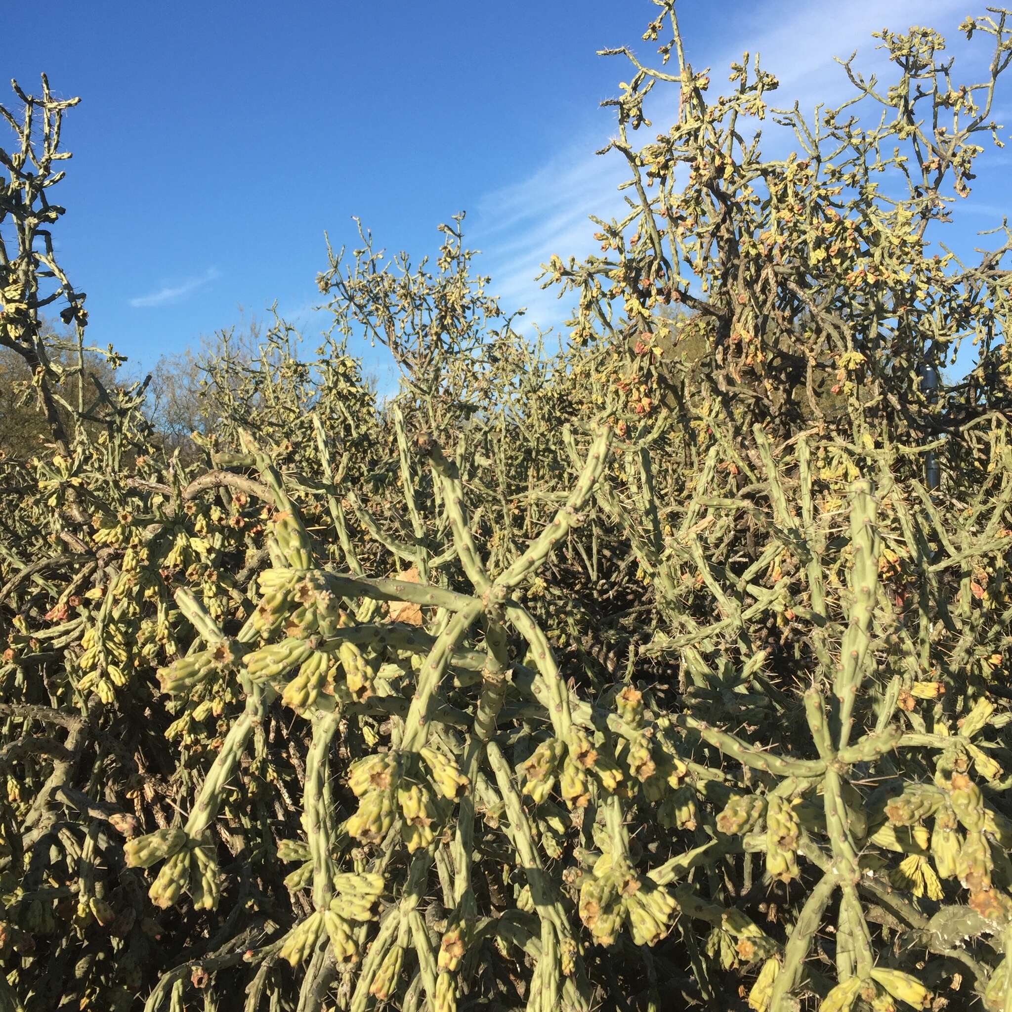 Image of cholla