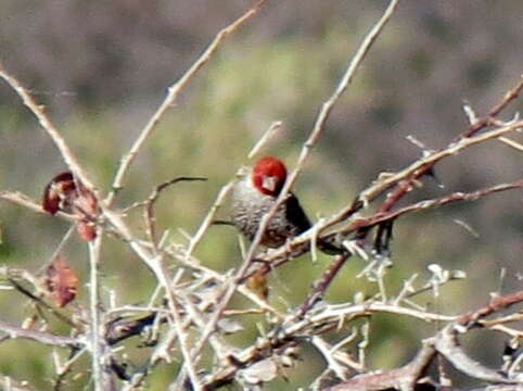 Image of <i>Amadina erythrocephala dissita</i>