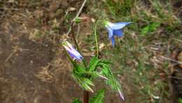 صورة Borago pygmaea (DC.) Chater & Greuter