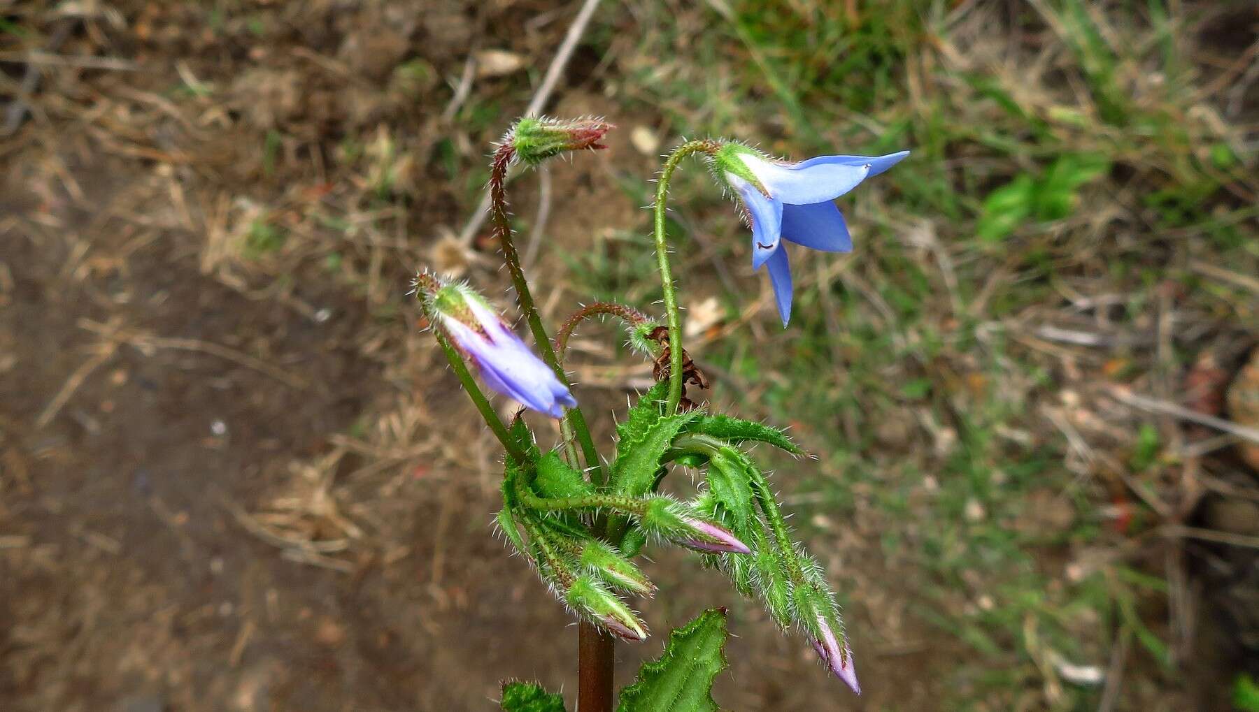 صورة Borago pygmaea (DC.) Chater & Greuter