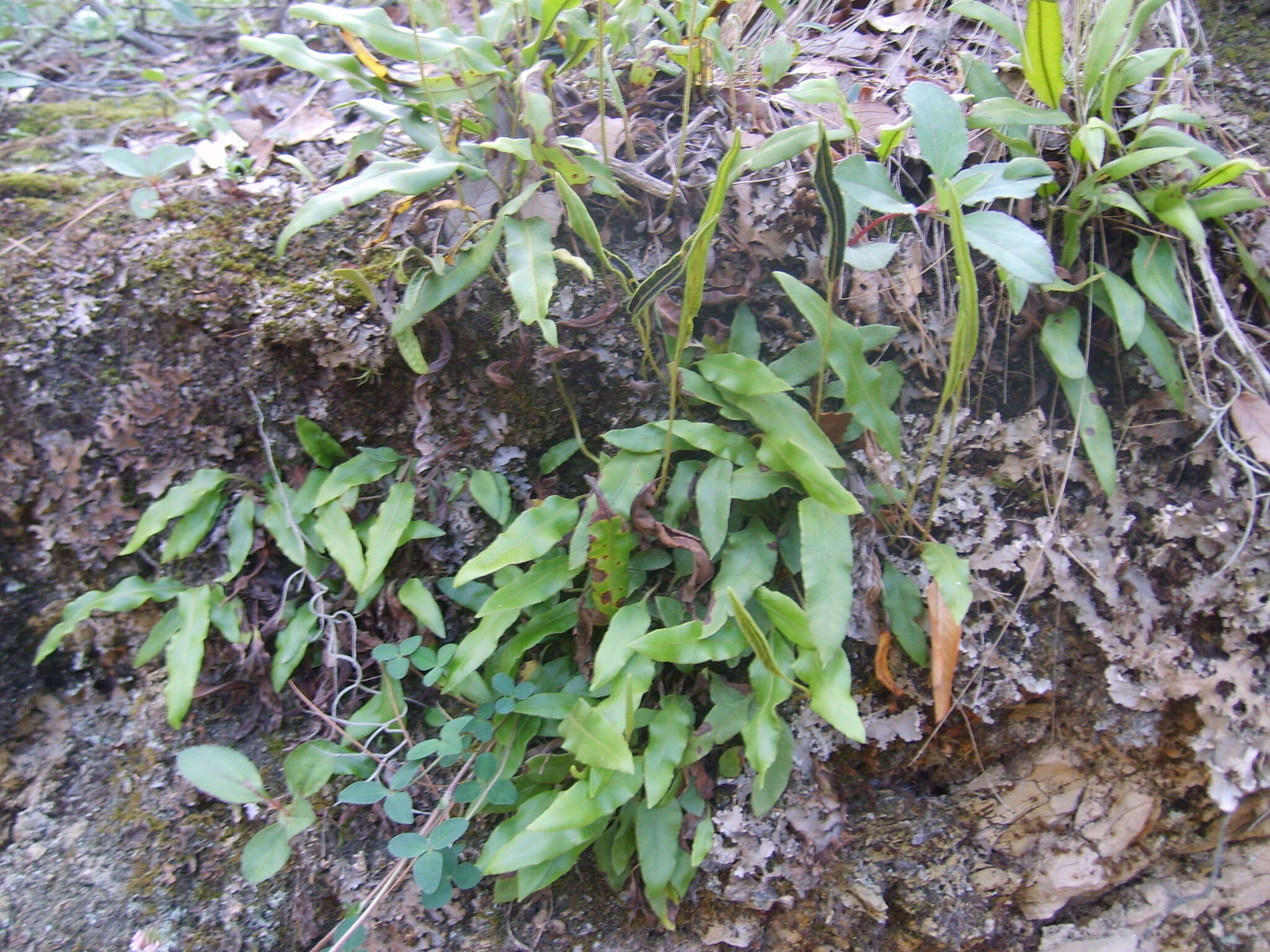 Image of Deer tongue fern