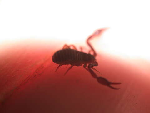 Image of pseudoscorpions