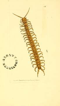 Image of red-headed centipede