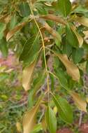 Combretum collinum subsp. taborense (Engl.) Okafor的圖片