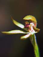 صورة Caladenia atradenia D. L. Jones, Molloy & M. A. Clem.