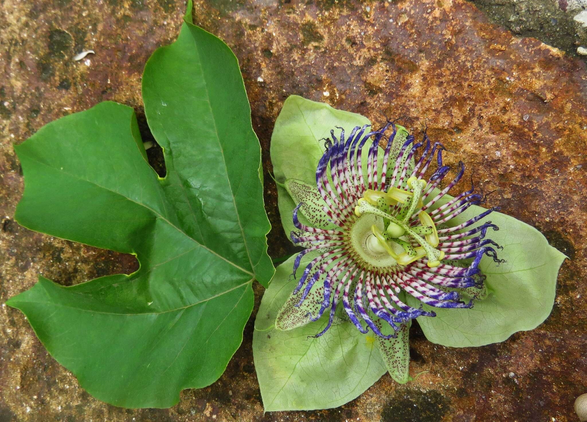 Image of Passiflora platyloba Killip