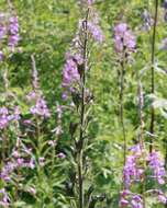 Image of Aconitum leucostomum Vorosh.