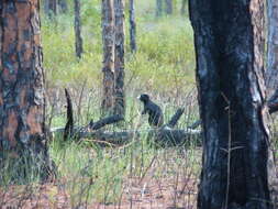 Image of Sciurus niger niger Linnaeus 1758