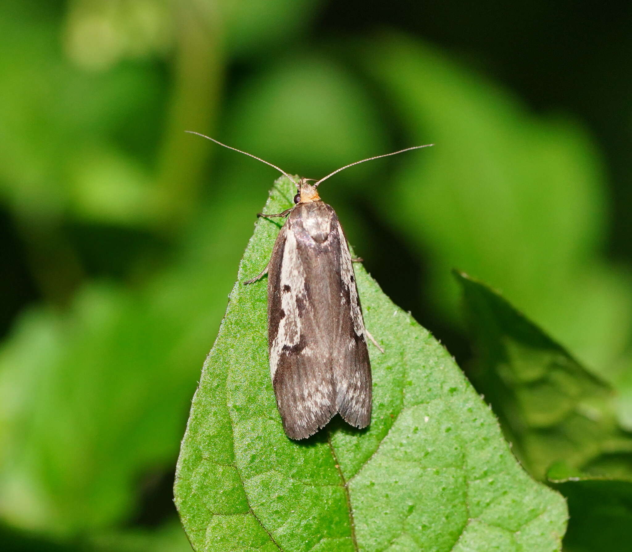 Image of Philobota partitella Walker 1864