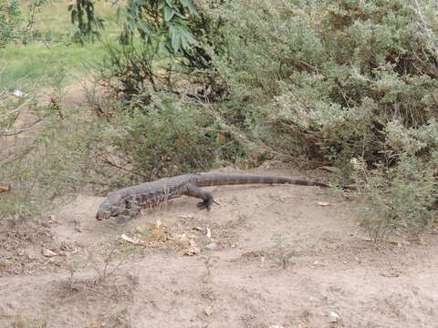 Image of Red Tegu