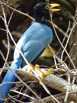 Image of Yucatan Jay