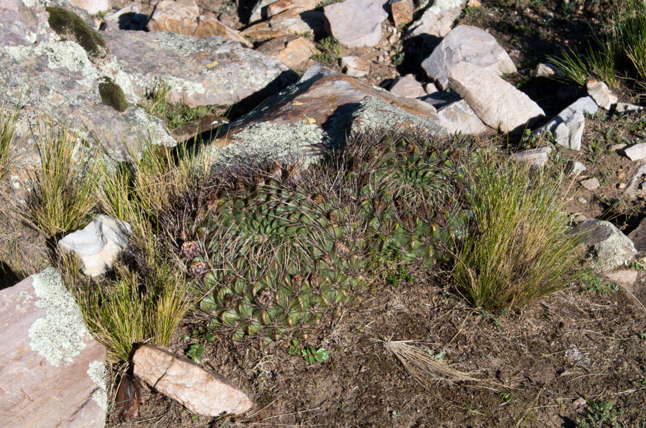 Image of Echinopsis cinnabarina (Hook.) Labour.